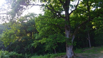 Lush forest scene with towering oak