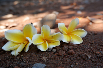 A group of plumeria flowers arranged symmetrically on soil