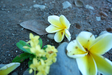 Plumeria flowers scattered among brown leaves on the ground