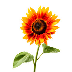 Obraz premium Radiant sunflower blossom showcasing vibrant orange and yellow petals on black