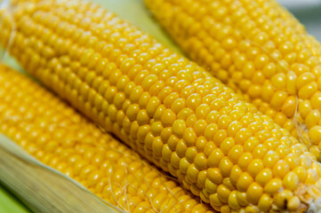 Close up of fresh corn cobs in leaves, lying in a pile after harvest. Juicy summer raw corn