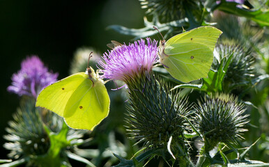 two brimstone butterflies (gonepteryx rhamni) on a purple wild teasel