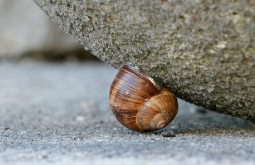 a brown snail (helicidae) is hiding under a weathered stone
