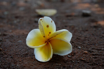 A tree trunk with moss and textured bark