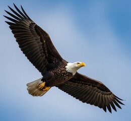 Naklejka premium The image shows a picture of a bald eagle.