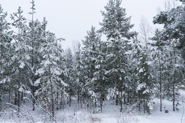 Winter Wonderland: Snow-Covered Forest Landscape