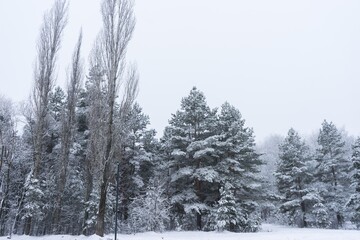 Fototapeta premium Winter Wonderland: Snow-Covered Forest Scene