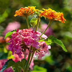 Rainbow Lantana 5