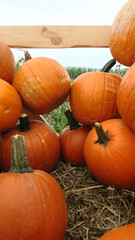 Pumpkins at outdoor farmer's market