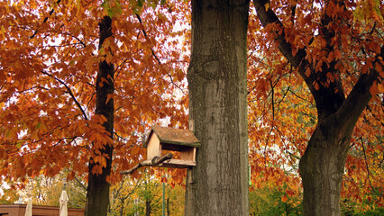 Vibrant hues of autumn leaves on tall trees, showcasing a mix of orange, yellow, and green foliage under soft light.