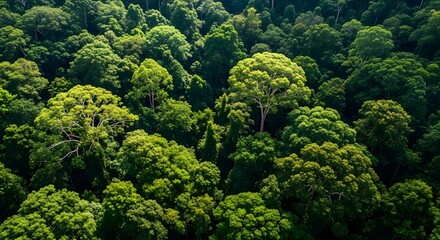 Naklejka premium Lush green forest canopy with dense foliage and trees seen from an aerial view