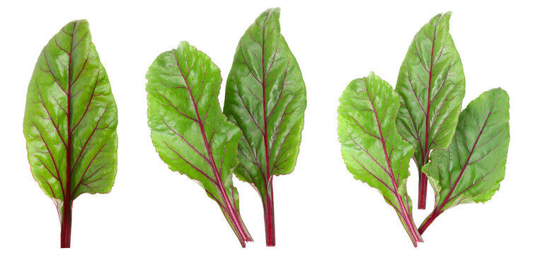 fresh beet leaf isolated on white background
