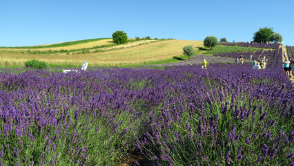 Ostrów, Kraków, Poland. Ogród Pełen Lawendy, a lavender camp in full bloom