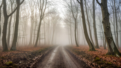 Obraz premium Misty Forest Road in Autumn with Bare Trees and Fallen Leaves