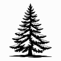Obraz premium Detailed black and white illustration of a pine tree