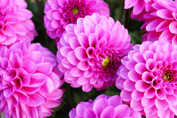 beautiful pink dahlia flowers close up, autumn flowers