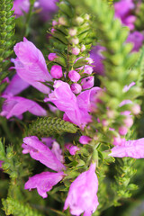 pink flowers in the garden