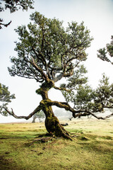 fanal laurel forest in madeira with majestic ancient trees