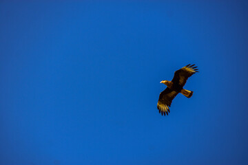 Carcará (Caracara plancus) em voo sobre o campo de cerrado 6