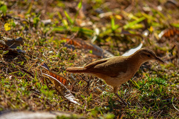 João-de-barro (Furnarius rufus) empoleirado e cantando na natureza 7