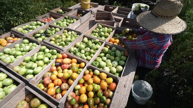 Farm workers carefully handpick and load ripe tomatoes into wooden crates under the sun, showcasing teamwork and the agricultural process.