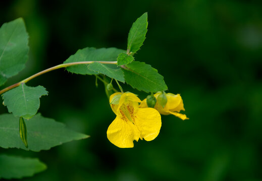Yellow jewelweed wildflower, Impatiens pallida, also called touch-me-not, against a dark green background