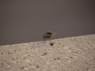 a pair of flies mating