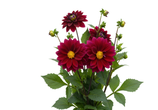 Meticulously arranged cluster of vibrant burgundy, dark red, magenta dahlias with yellow centers, green leaves, budding blooms on a transparent seamless background, concept of sophisticated natural