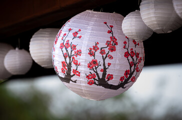 cherry blossoms lanterns illuminated in the Evening