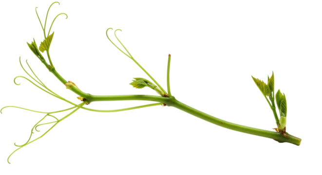 Pristine, vibrant plant branch with new shoots and delicate tendrils, verdant green, isolated on a transparent minimalist background with copy space, soft studio lighting, natural growth and