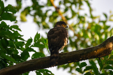 Portrait of a Crested Goshawk perched on a tree, photographed at Wayanad, Kerala, India.