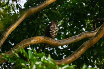 Portrait of a Crested Goshawk perched on a tree, photographed at Wayanad, Kerala, India.