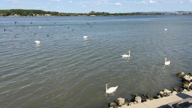 Swans on the river in Zemun District Belgrade, Serbia