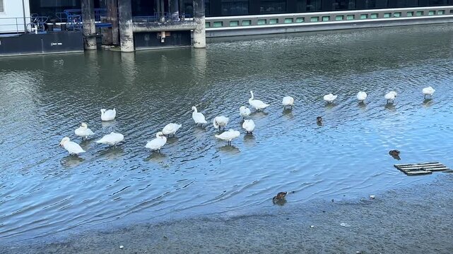 Swans on the river in Zemun District Belgrade, Serbia