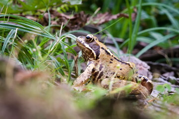 Common Frog (Rana temporaria) resting in grass (common species in Czech Republic).