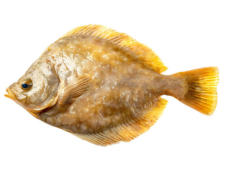 Flunder Fisch isoliert auf wei&szlig;em Hintergrund