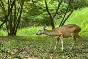 roe deer