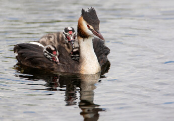 Great Crested Grebe (Podiceps cristatus) with two chicks, the Netherlands