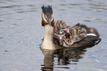 Great Crested Grebe (Podiceps cristatus) with two chicks, the Netherlands