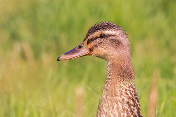 Female Mallard (Anas platyrhynchos) head portrait against green background, the Netherlands