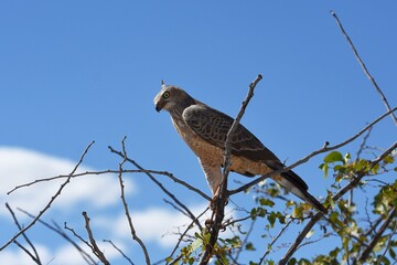 Weißbürzel-Singhabicht (Melierax canorus) im Etosha Nationalpark in Namibia