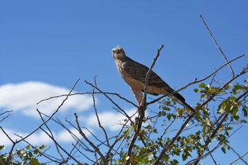 Weißbürzel-Singhabicht (Melierax canorus) im Etosha Nationalpark in Namibia