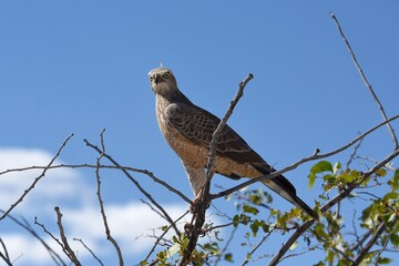 Weißbürzel-Singhabicht (Melierax canorus) im Etosha Nationalpark in Namibia