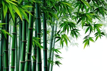 Lush green bamboo grove creating a serene atmosphere in a tranquil forest