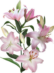 single pink lily with five blooms isolated on white background