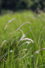 Wild Grass with White Fluffy Flowers