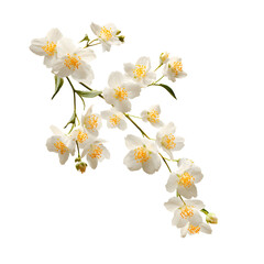 Obraz premium Elegant jasmine flowers on a dark background capturing nature's delicate beauty