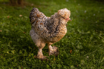 Elegant vibrant feathered chicken with a distinctive head crest, walking at farm field. Free range chicken at farm. 