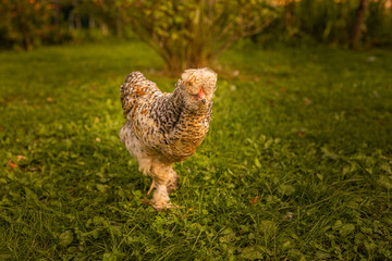 Elegant vibrant feathered chicken with a distinctive head crest, walking at farm field. Free range chicken at farm. 