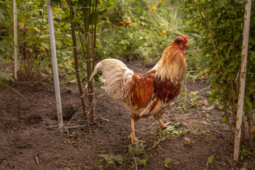 Elegant vibrant feathered chicken cock with a red comb. Free range chicken at farm. 